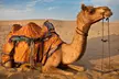 Desert Safari for Up to 4 People with Centralized Pick-Up & Optional 30-Min Quad Bike Ride (Up to 71% Off) - Image 4