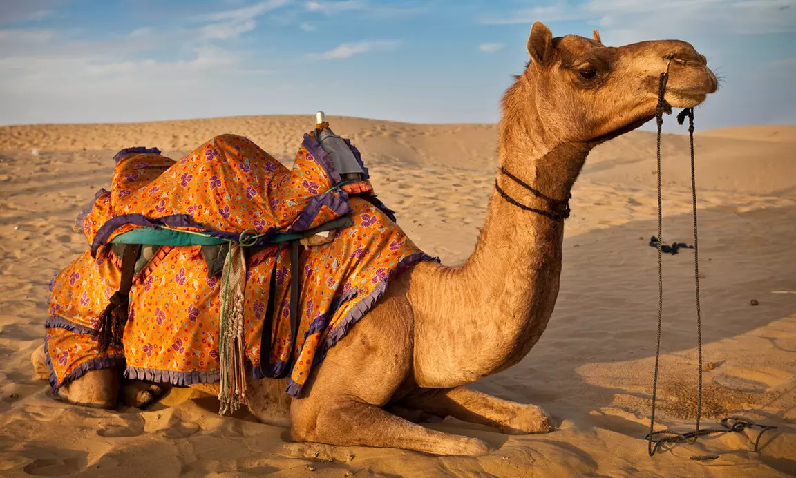 Desert Safari for Up to 4 People with Centralized Pick-Up