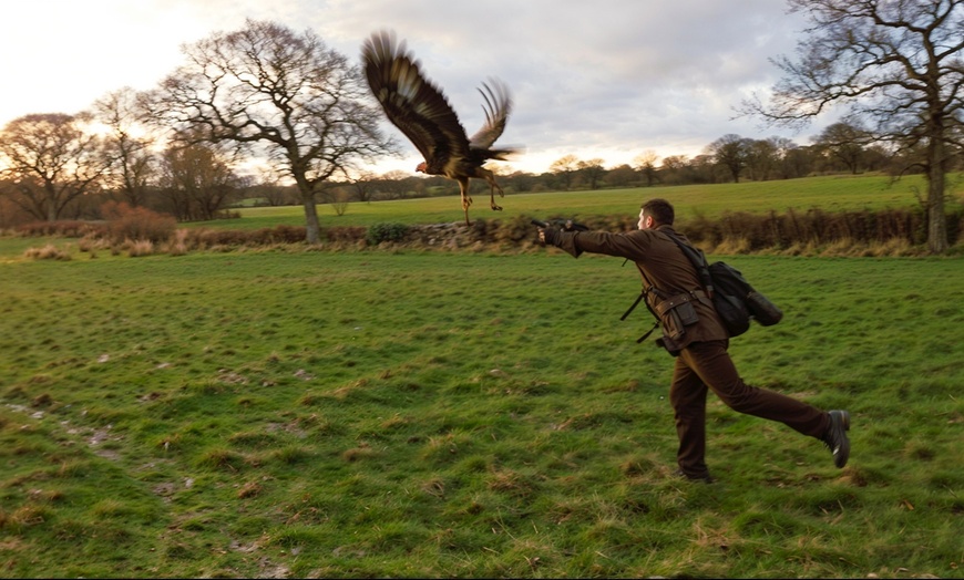 Image 3: Unforgettable Hawk & Golden Eagle Experiences - 1, 2 or 6 hours