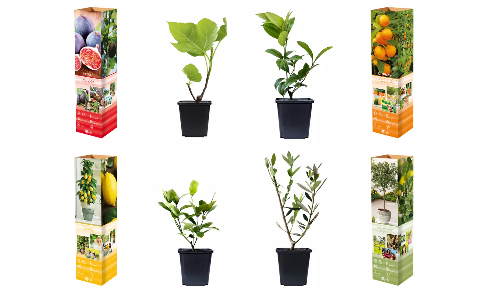 4 ou 8 plantes méditerranéennes