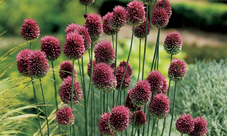 Image 2: 100 or 200 Allium Sphaerocephalon Bulbs; Summer-Blooming Flowers