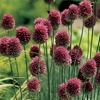 Image 2: 100 or 200 Allium Sphaerocephalon Bulbs; Summer-Blooming Flowers