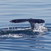 Image 1: Experience Mesmerizing Whale Watching Adventure on a Luxurious Cruise 