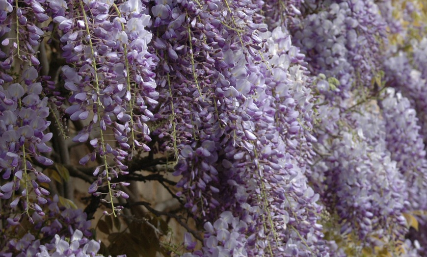 Image 4: YouGarden Wisteria Amethyst Falls
