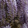Image 4: YouGarden Wisteria Amethyst Falls