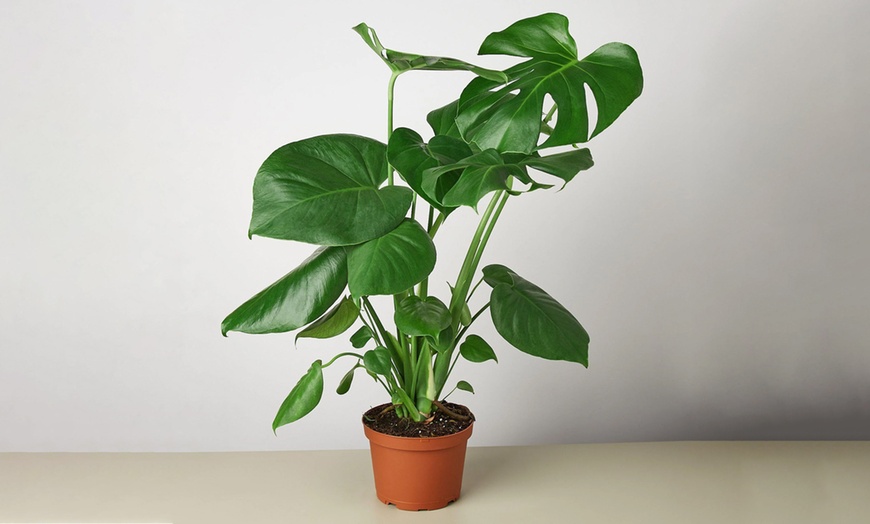 Image 8: Monstera Split Leaf from House Plant Shop with Free Shipping (Up to 15% Off)