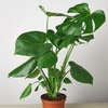 Image 8: Monstera Split Leaf in 4",6",8", and 10" Sizes with Free Shipping (Up to 15% Off)