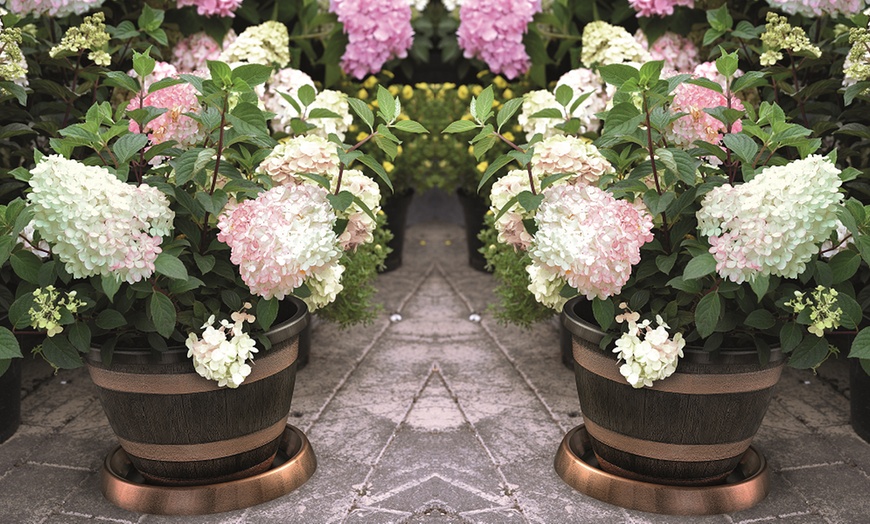 Image 14: One, Two or Three Hydrangea Paniculata Vanilla Fraise Potted Plants