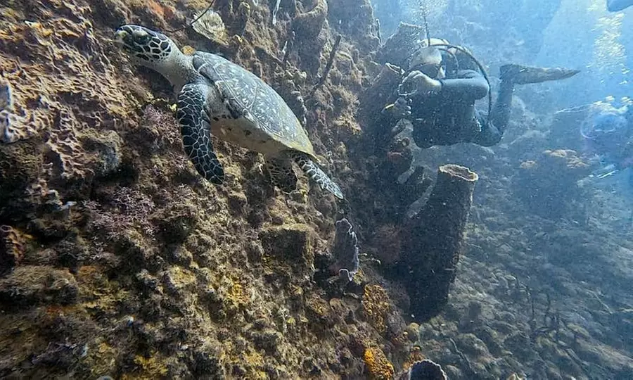 Dive Deeper with Scuba Certification Bundle For Up to Four People