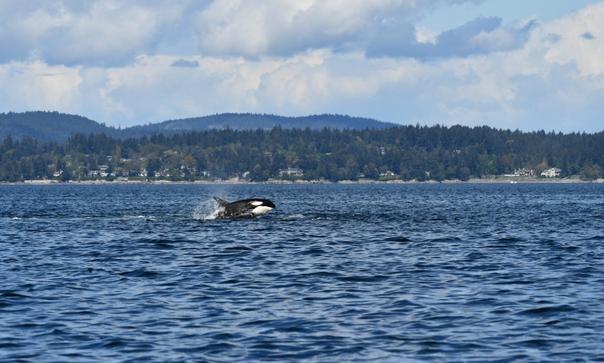 Image 8: Explore San Juan Island on a Half Day or Full Day Kayak Tour