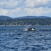 Image 8: Explore San Juan Island on a Half Day or Full Day Kayak Tour