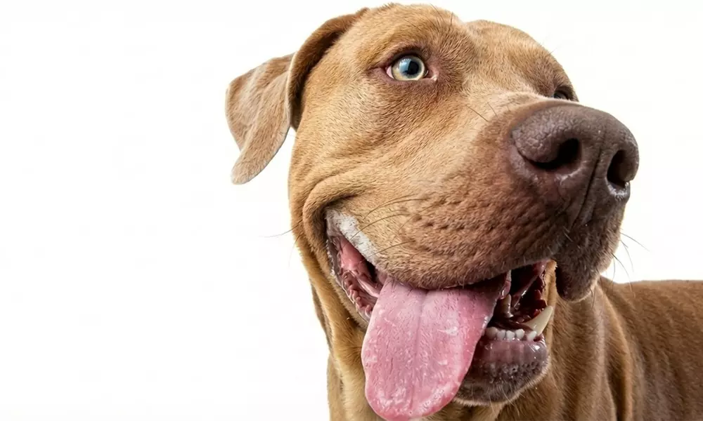 Professional Pet Photoshoot & Fine Art Print to Cherish Your Bond