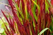 4x oder 8x Japanisches Blutgras 'Red Baron' (Imperata cylindrica 'Red Baron') - Second Medium