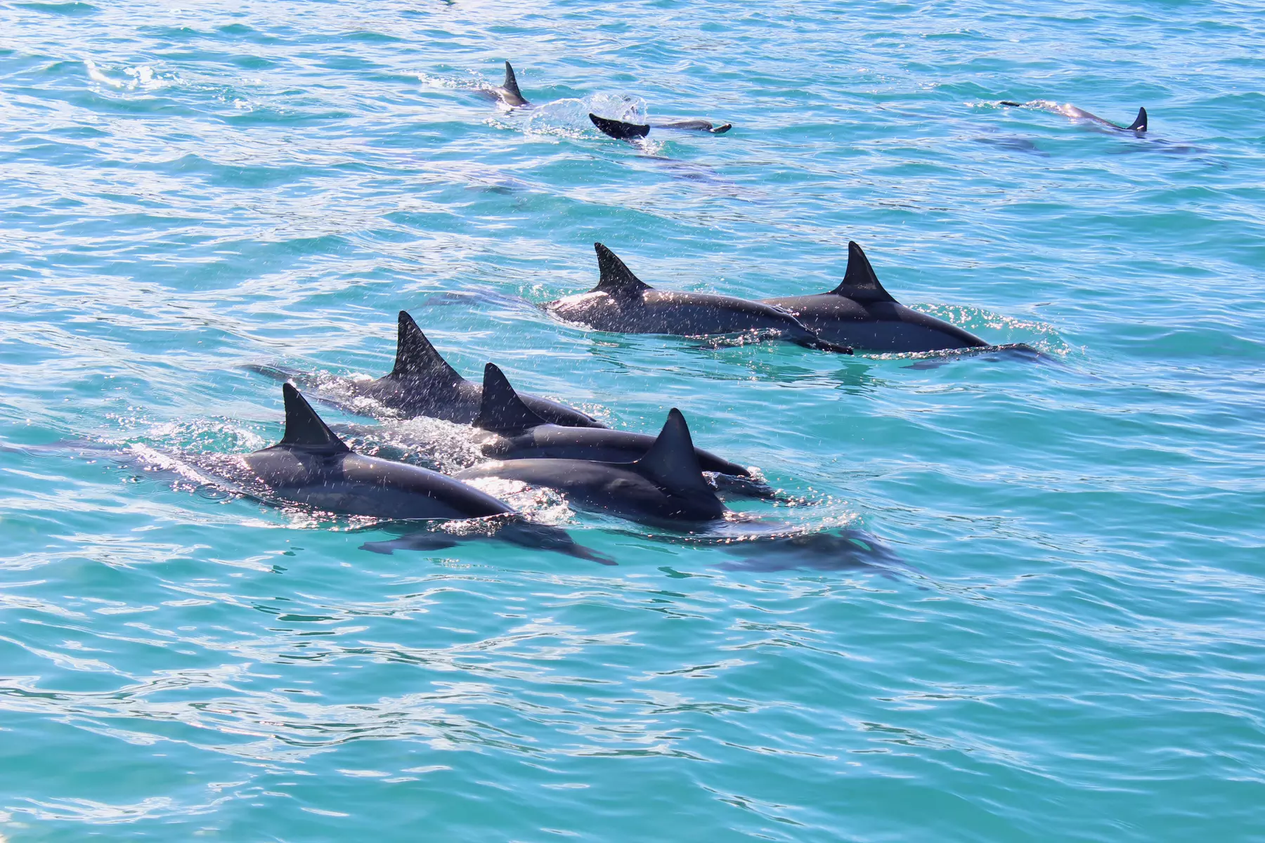 Oahu Dolphin & Snorkel Adventure with Waterslide, Lunch & Hula