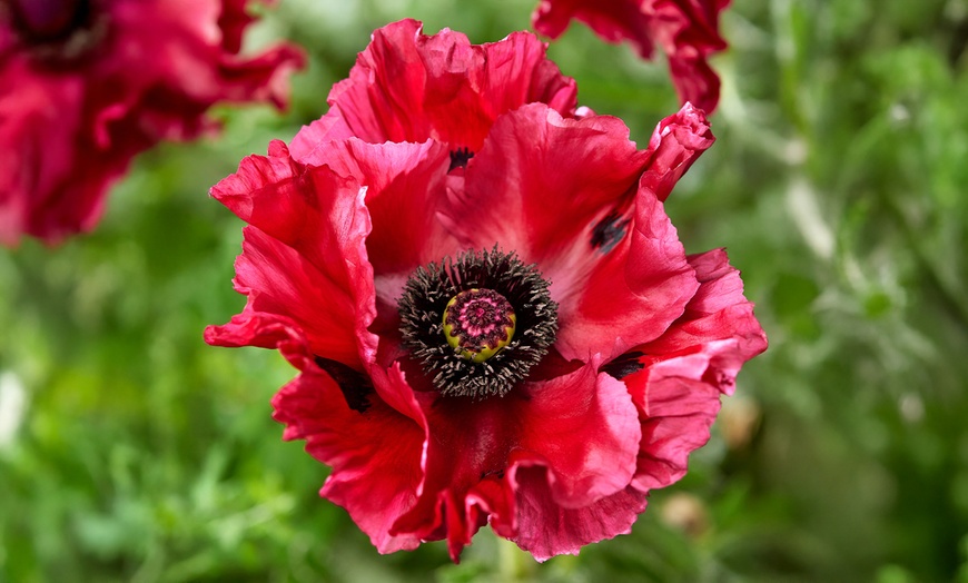 Image 1: One or Three Papaver 'Red Rumble' Oriental Poppy Plants