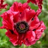 Image 1: One or Three Papaver 'Red Rumble' Oriental Poppy Plants