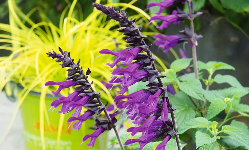 Image 2: One or Three Salvia 'Amistad' Plants