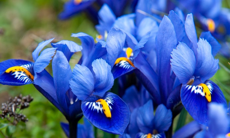 Image 5: Mixed Spring Iris Bulbs - Up to 200 Bulbs