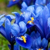Image 5: Mixed Spring Iris Bulbs - Up to 200 Bulbs