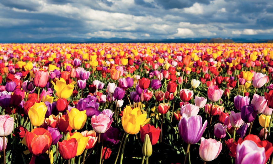 Image 2: Mystery Spring Flowering Tulip Bulbs - up to 32 Bulbs