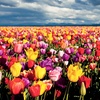 Image 2: Mystery Spring Flowering Tulip Bulbs - up to 32 Bulbs