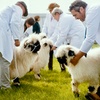 Image 3: Royal Cheshire County Show | Cheshire | 17-18 June 2025
