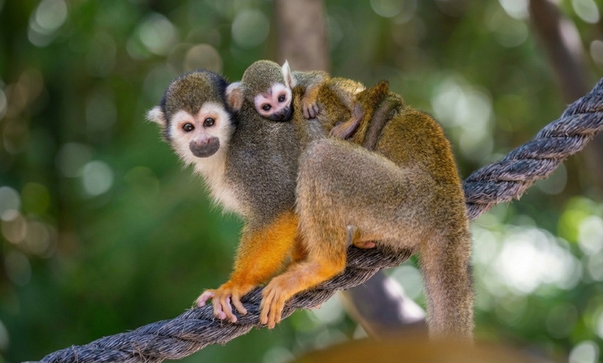 Image 8: Rhythm in the Wild - Adult or Child Entry (Up to 25%Off)