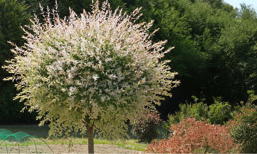 Image 1: 1 o 2 salici ornamentali XL Salix integra "Flamingo"