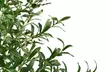 Olivo artificial decorativo de 100, 145 o 175 cm con maceta con base de yeso - Second Medium