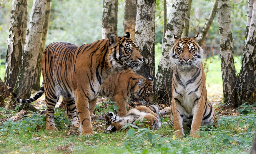 Image 6: Safari animalier près de Paris avec accès Terre de Singes
