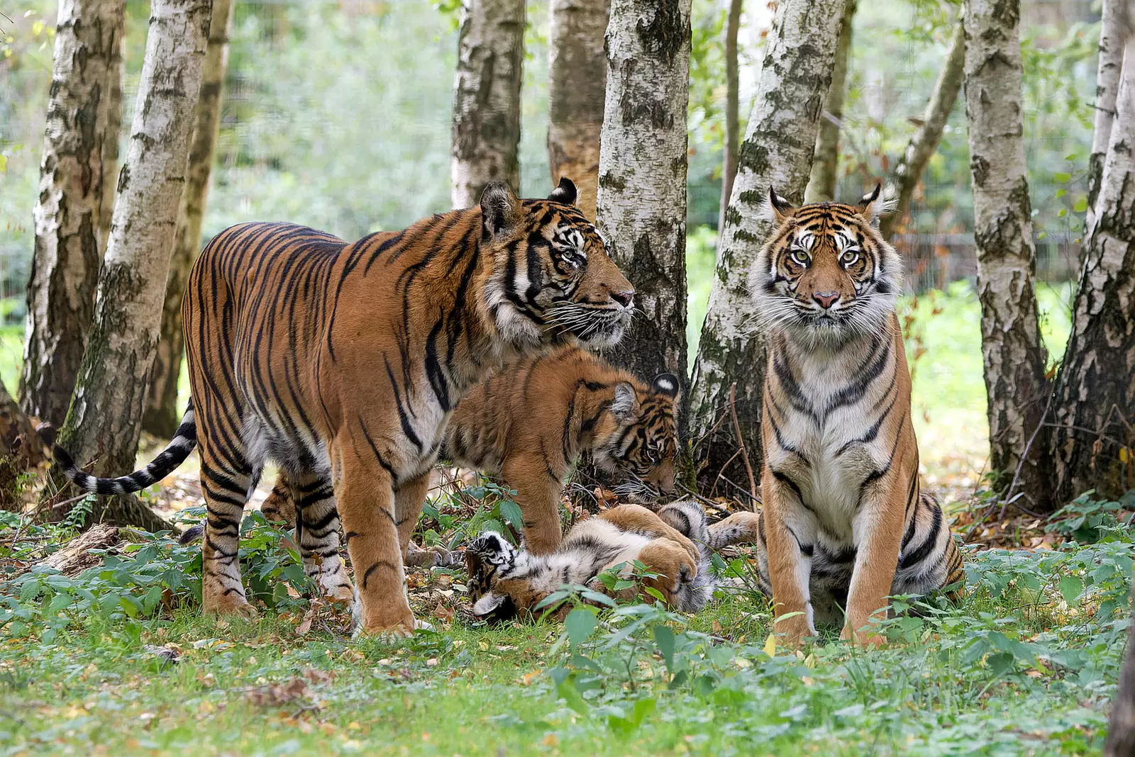 Safari animalier près de Paris avec accès Terre de Singes