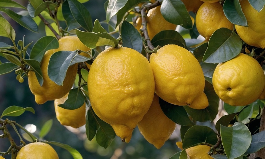 Image 3: Set van 4 of 8  Mediterrane boompjes van Rootz