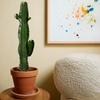 Image 1: Cactus de interior "Euphorbia Acruensis" con maceta incluida