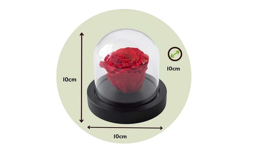 Image 4: Véritable rose rouge sous cloche
