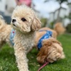 Image 1: 1, 3 or 5 Overnight Dog Boarding Stays for One Dog or Cat or Two Dogs
