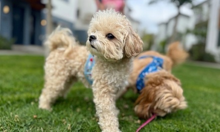 One Overnight Dog Boarding Stay for One Dog or Cat - PawBoo