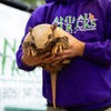 Image 5: Animal Encounters, VIP Experiences, or Wildlife Educator for a Day!