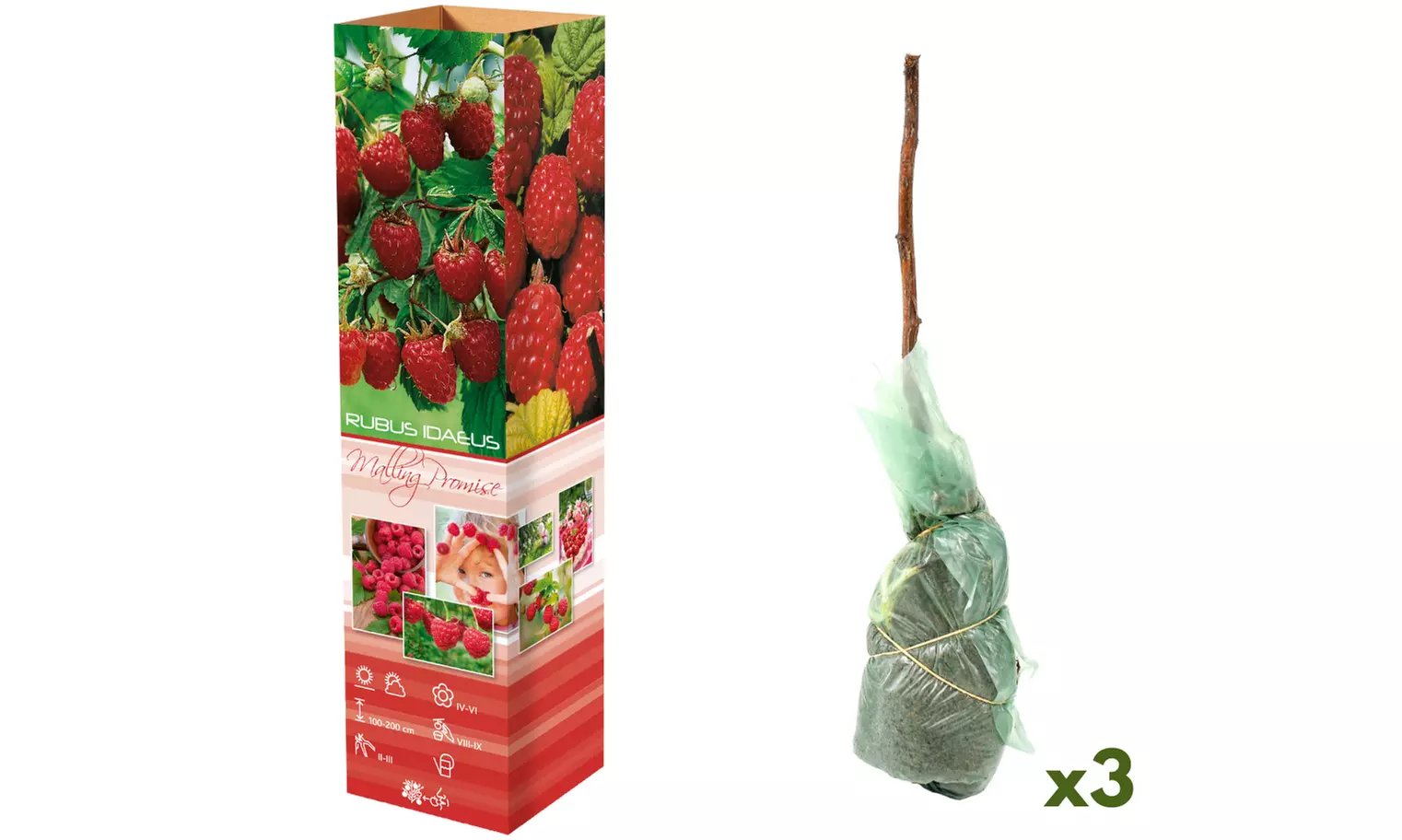 Plants de framboisiers et/ou mûriers