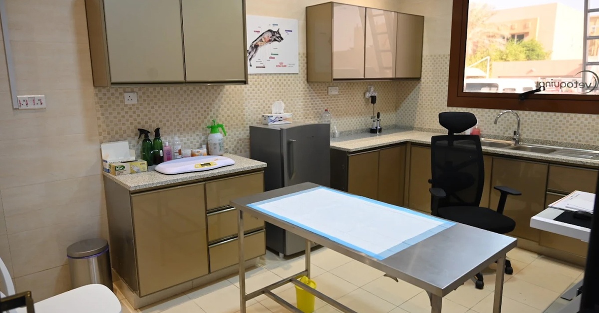 Professional Pet Grooming For Cats, Medium Or Large Dogs Professional Pet Grooming For Cats, Medium Or Large Dogs