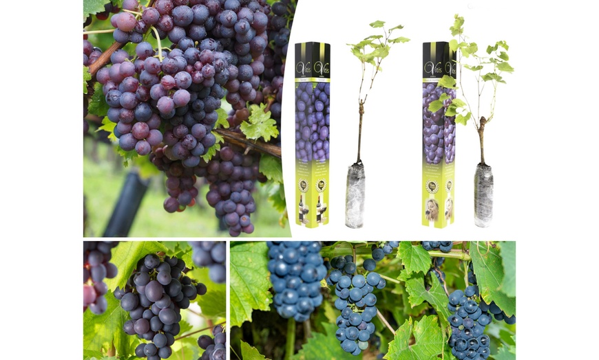 Image 3: Lot de 2 ou 4 plants de raisin à vin