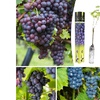 Image 3: Lot de 2 ou 4 plants de raisin à vin