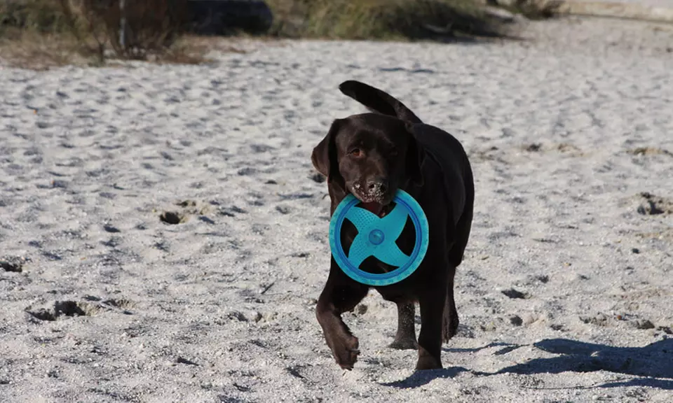 Bow Wow Pet Light-Up Frisbee Toy - Second Medium