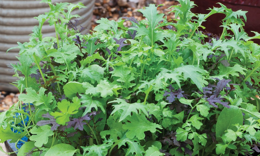 Image 10: Bumper 35-Pack Vegetable Seed Kit and Free Garden Snips