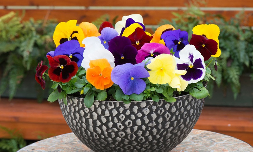 Image 20: Vibrant Winter Flowering Pansy Mixes - up to 72 Plants