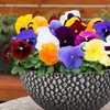 Image 20: Vibrant Winter Flowering Pansy Mixes - up to 72 Plants