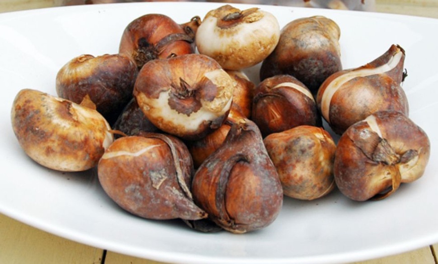 Image 14: 32 Tulip Bulbs – Vibrant Colour Changing Variety