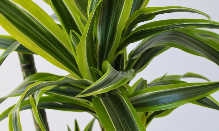 Image 2: Plante Dracaena Lemon Lime