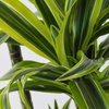 Image 2: Dracaena Lemon Lime plant