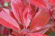 Photinia 'Red Robin' - Standard Tree or Potted Plants - Image 4
