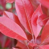 Image 4: Photinia 'Red Robin' - Standard Tree or Potted Plants